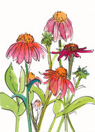 Coneflowers Sketch